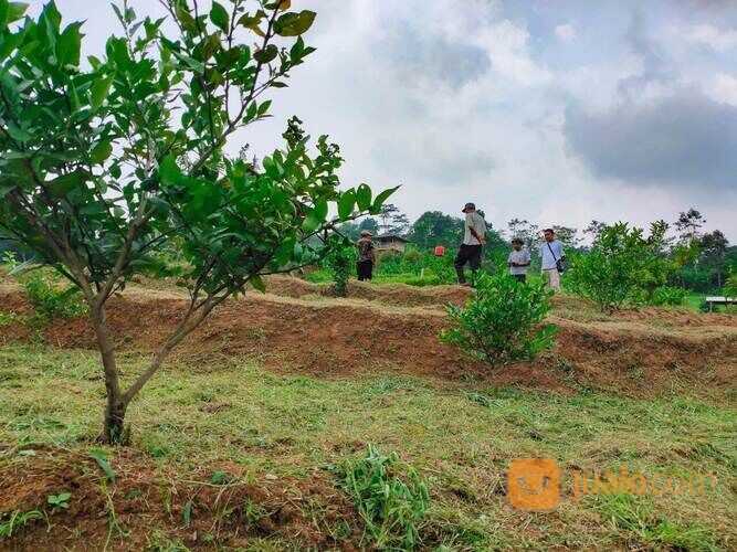 Lahan Kosong Tanah Produktif Kavling Kebun pesona Bukit Madani Bogor