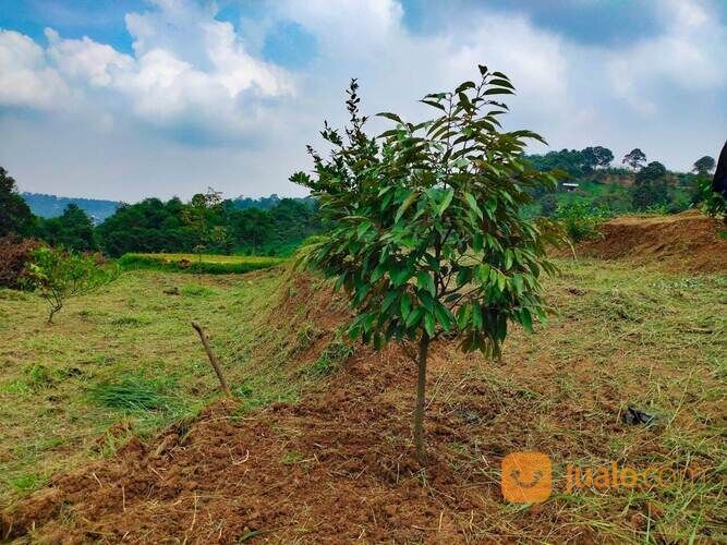 Lahan Kosong Tanah Produktif Kavling Kebun pesona Bukit Madani Bogor