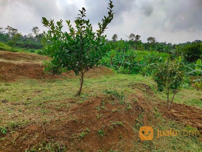 Lahan Kosong Tanah Produktif Kavling Kebun pesona Bukit Madani Bogor