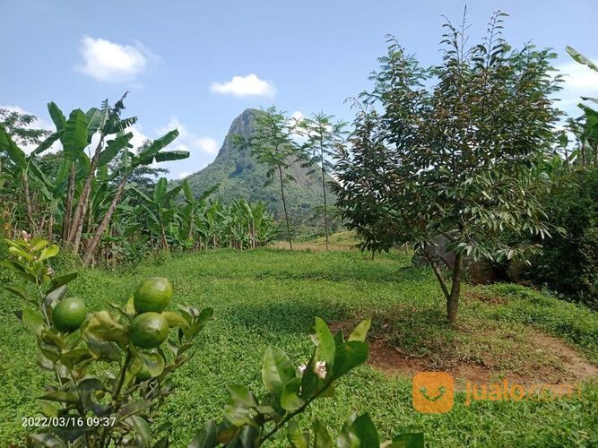 Lahan Kosong Tanah Kebun Produktif pemandangan indah Kavling Pesona Alam Pancaniti Bogor