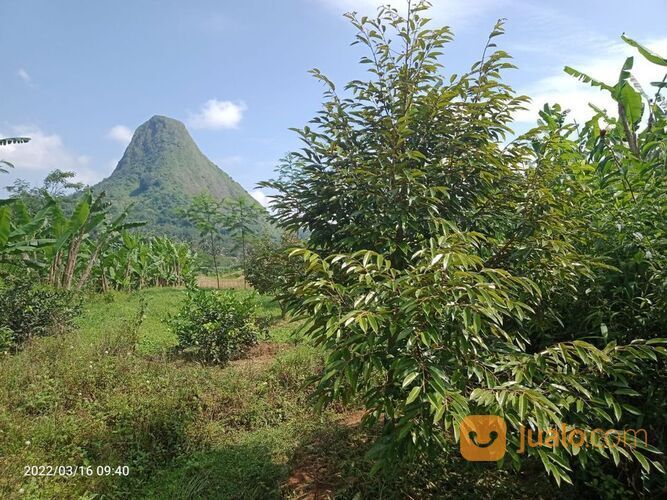 Lahan Kosong Tanah Kebun Produktif pemandangan indah Kavling Pesona Alam Pancaniti Bogor