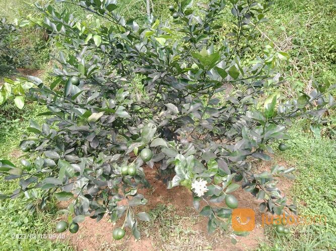 Lahan Kosong Tanah Kebun Produktif pemandangan indah Kavling Pesona Alam Pancaniti Bogor
