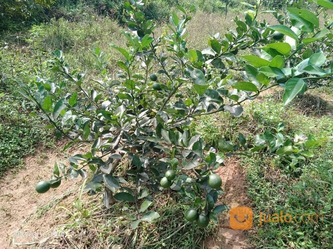 Lahan Kosong Tanah Kebun Produktif pemandangan indah Kavling Pesona Alam Pancaniti Bogor
