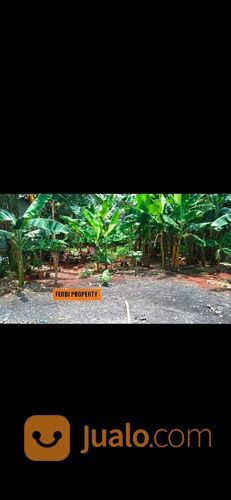 Tanah Sewa Luas 2000 Kampung Sawah Jati Melati Bekasi