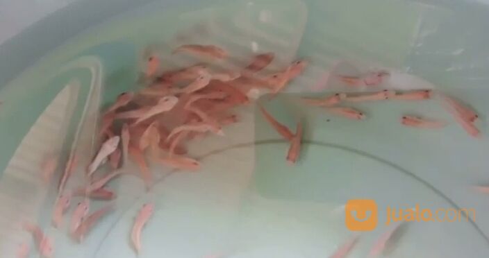 Bibit kerapu sunu/kerapu lodi