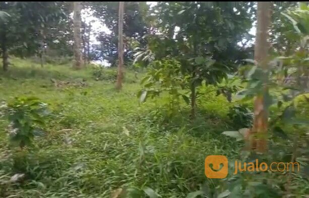 Kebun Manggis Produktif Depan Wisata Pabangbon