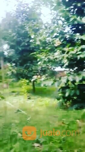 Kebun Manggis Produktif Depan Wisata Pabangbon