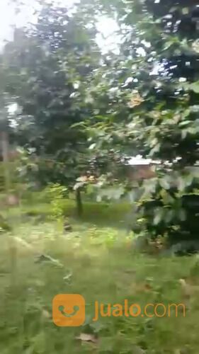 Kebun Manggis Produktif Depan Wisata Pabangbon