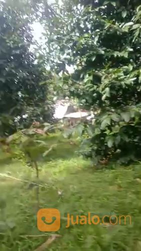 Kebun Manggis Produktif Depan Wisata Pabangbon