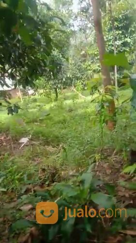 Kebun Manggis Produktif Depan Wisata Pabangbon