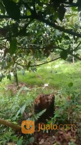 Kebun Manggis Produktif Depan Wisata Pabangbon