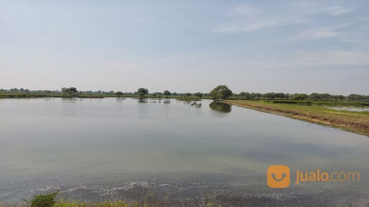 Tambak produktif sehat tinggal pakai area Sidoarjo