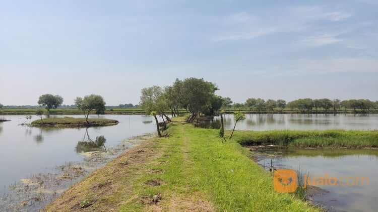 Tambak produktif sehat tinggal pakai area Sidoarjo