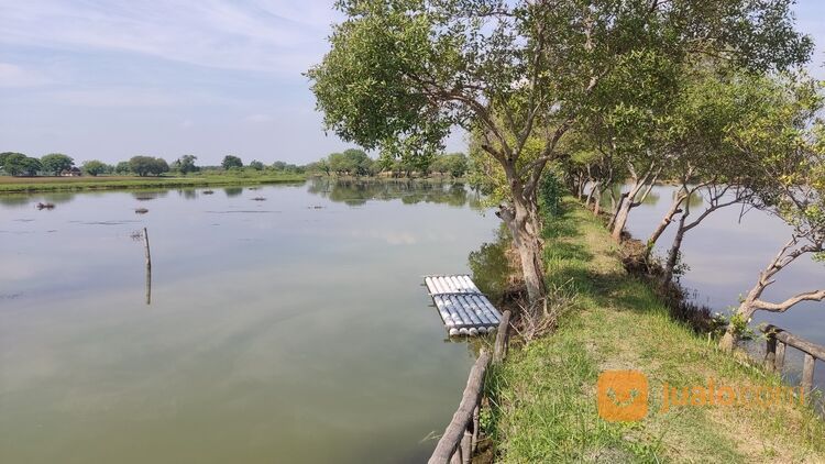 Tambak produktif sehat tinggal pakai area Sidoarjo