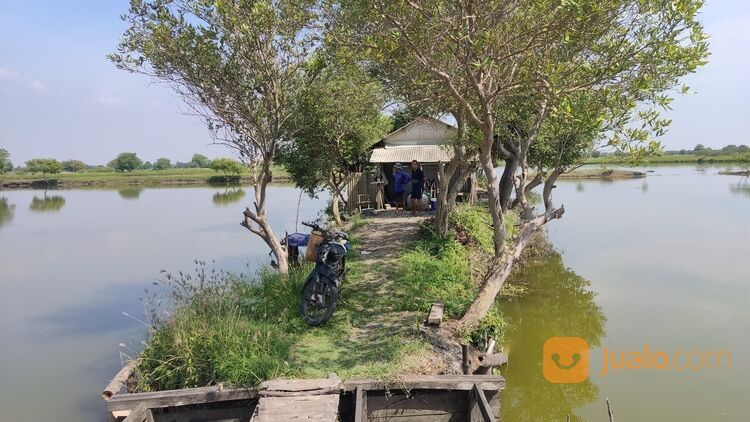 Tambak produktif sehat tinggal pakai area Sidoarjo