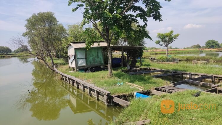 Tambak produktif sehat tinggal pakai area Sidoarjo