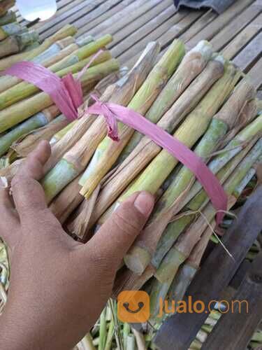 Bibit rumput pakchong Bondowoso siap tanam gratis ongkir