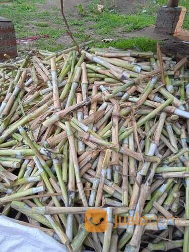 Bibit rumput pakchong Bondowoso siap tanam gratis ongkir