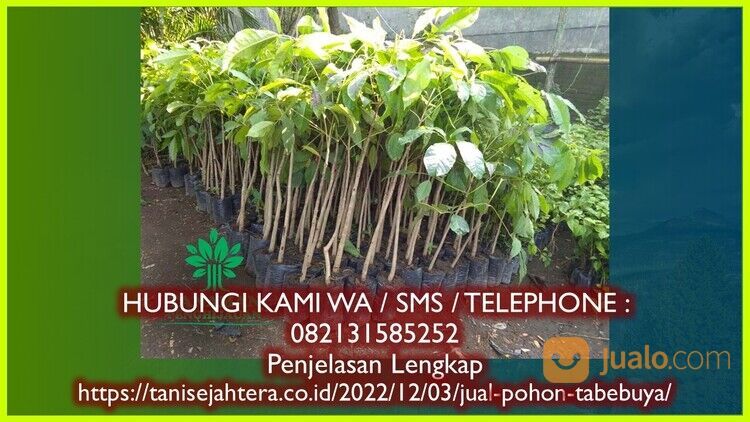 Pohon Tabebuya Kabupaten Nganjuk Bergaransi 082131585252 Unggul