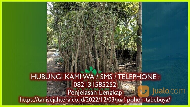 Pohon Tabebuya Kabupaten Nganjuk Bergaransi 082131585252 Unggul