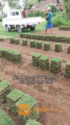Rumput jepang Lumajang terdekat harga terjangkau siap tanam