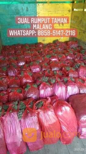 Rumput jepang Lumajang terdekat harga terjangkau siap tanam