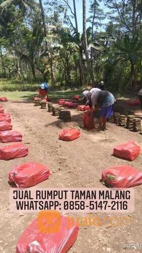 Rumput jepang Lumajang terdekat harga terjangkau siap tanam