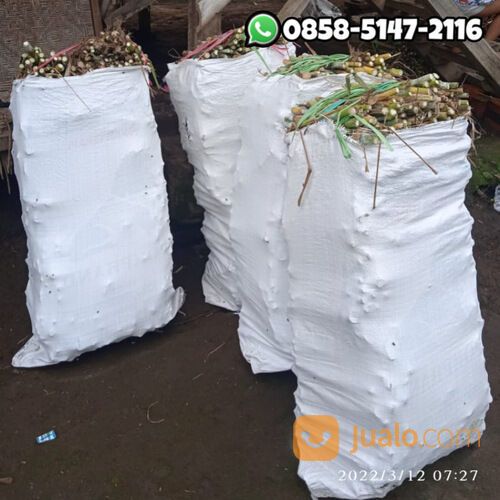 Bibit rumput bb biovitas biogen Mojosari harga terjangkau