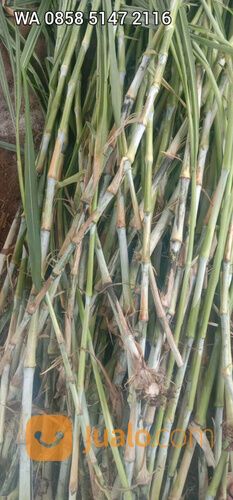 Bibit rumput bb biovitas biogen Mojosari harga terjangkau