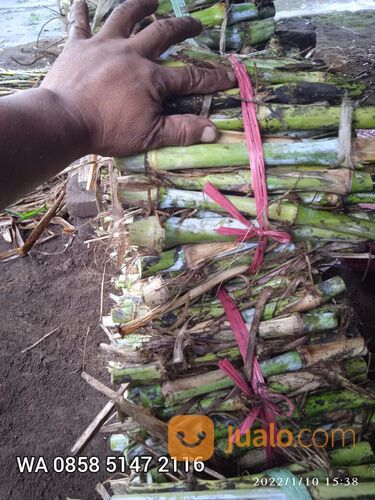 Bibit rumput bb biovitas biogen Mojosari harga terjangkau