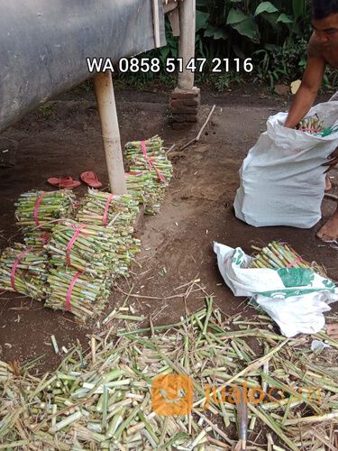 Bibit rumput bb biovitas biogen Mojosari harga terjangkau