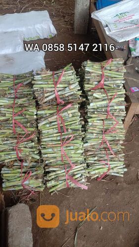 Bibit rumput bb biovitas biogen Mojosari harga terjangkau