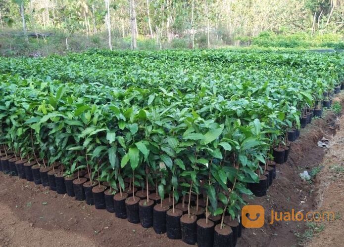 Bibit Tanaman Gayam/Gatep Tanaman Penahan Erosi Kualitas Unggul - Nego