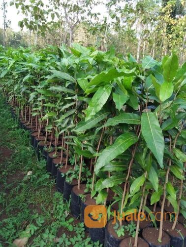 Bibit Tanaman Gayam/Gatep Tanaman Penahan Erosi Kualitas Unggul - Nego