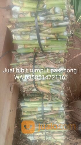 Beli bibit rumput pakchong Kepanjen gratis ongkir