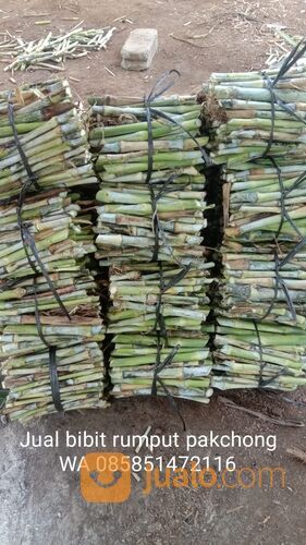 Beli bibit rumput pakchong Kepanjen gratis ongkir