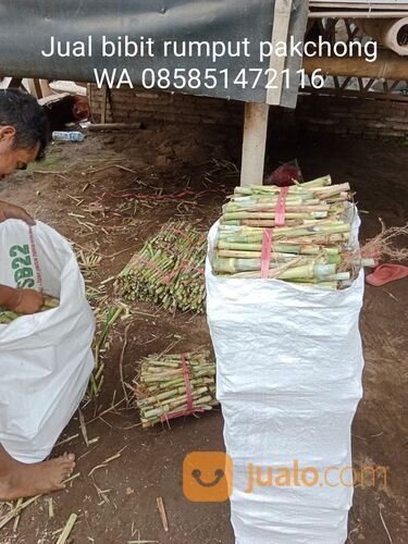 Harga bibit rumput pakchong Mojosari terbaru free ongkir
