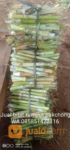 Harga bibit rumput pakchong Mojosari terbaru free ongkir