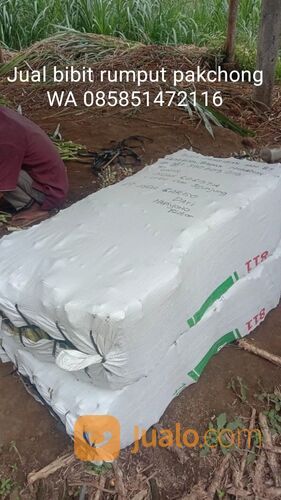 Harga bibit rumput pakchong Mojosari terbaru free ongkir