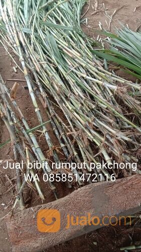 Bibit rumput pakchong Nganjuk gratis ongkir sampai tujuan