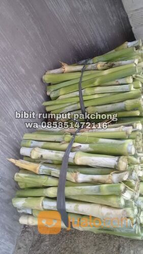 Bibit rumput pakchong Nganjuk gratis ongkir sampai tujuan