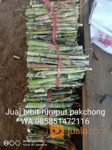 Bibit rumput pakchong Nganjuk gratis ongkir sampai tujuan