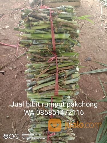 Bibit rumput pakchong Nganjuk gratis ongkir sampai tujuan