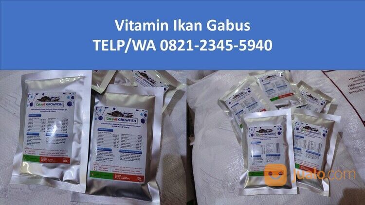 TERPERCAYA, TELP/WA 0821–2345–5940, Vitamin Untuk Ikan Channa Bondowoso