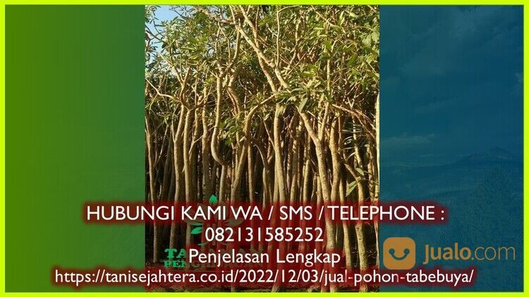 Pohon Tabebuya Kota Blitar hub 082131585252