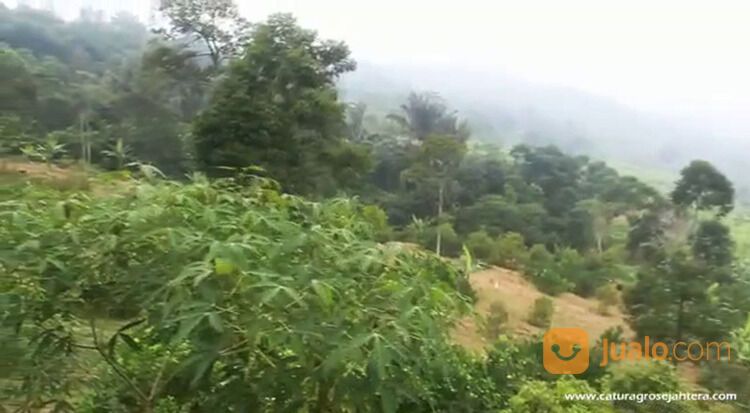 Pesona Bukit Madani - Kavling Kebun Produktif Kawasan Wisata dan villa di Bogor Timur