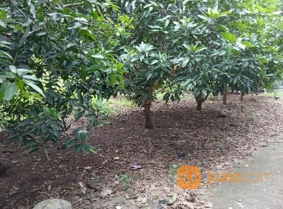 TANAH JL KEDUNGMUNDU RAYA SEMARANG JAWA TENGAH