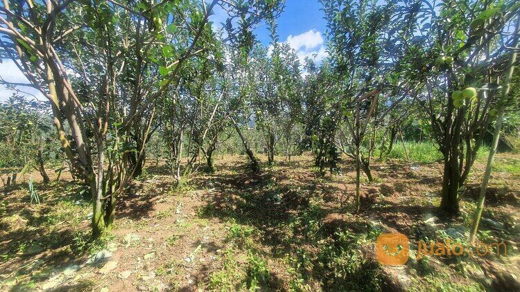 Villa Konsep Kebun Apel di Bumiaji Kota Batu Malang