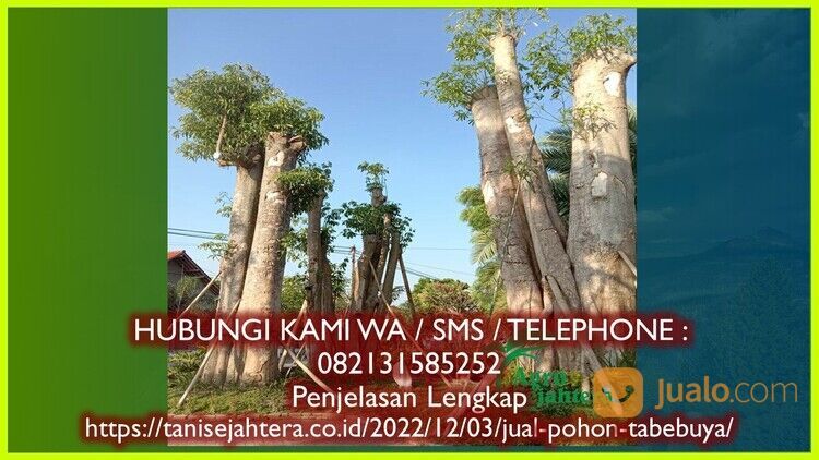 Pohon Tabebuya Kota Salatiga Bergaransi 082131585252 Unggul