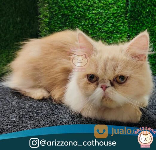 Kucing persia peaknose longhair betina